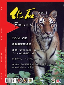 化石杂志